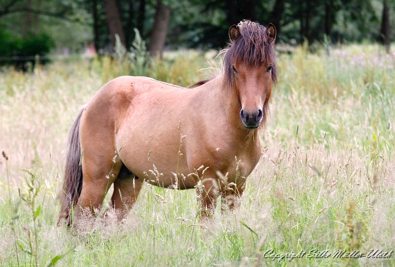 Focus b.jpg - Fokus fra Galten - ein Keilir fra Midsitju Sohn